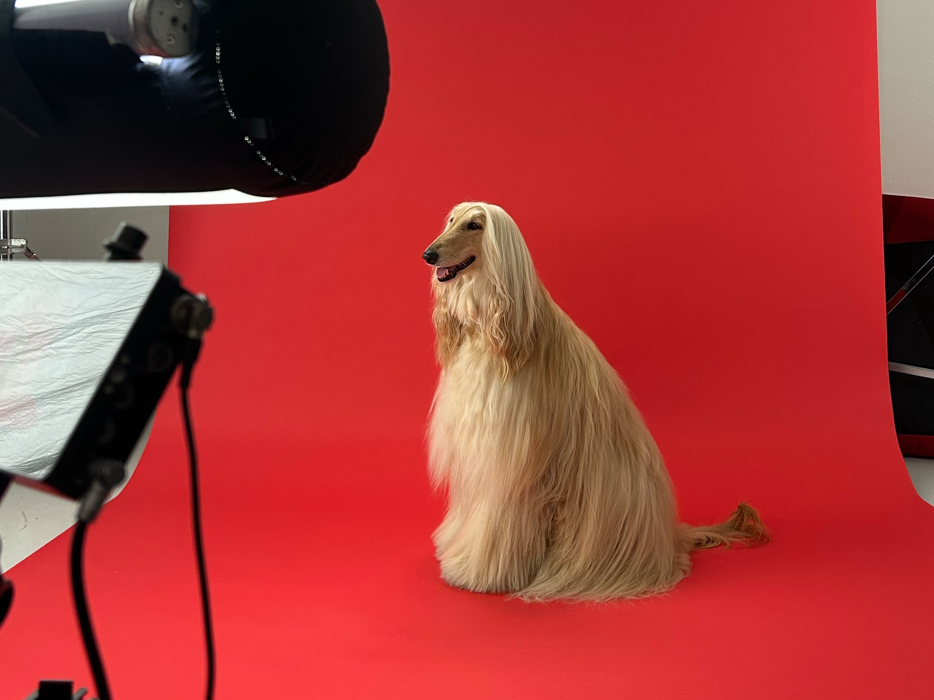 Productie behind the scenes CANAL+ Oscars